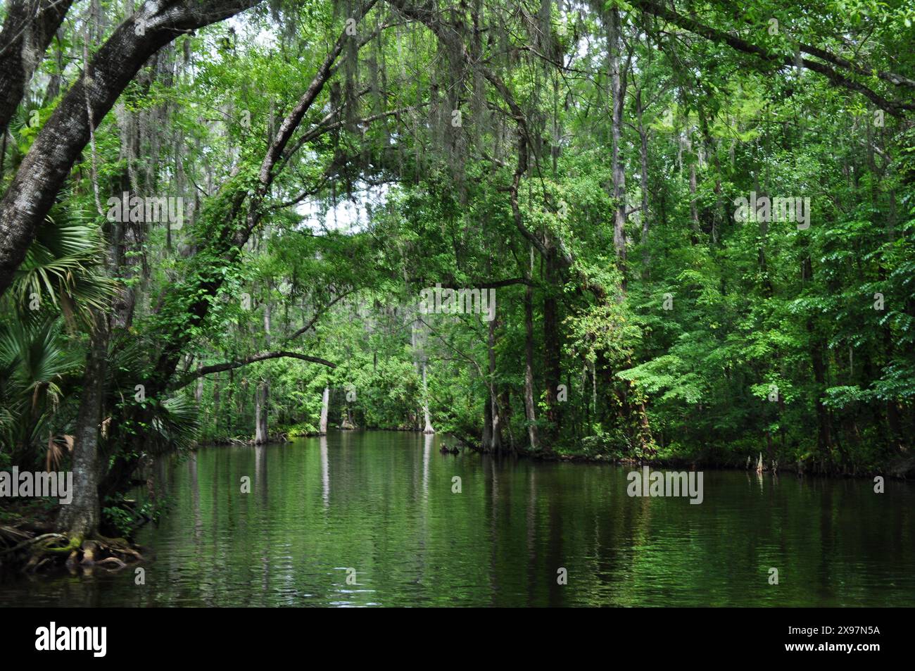 Naviga nel canale del lago Dora con querce e cipressi con muschio spagnolo che sovrasta l'acqua riflettente in una giornata di sole nella vecchia Florida naturale Foto Stock