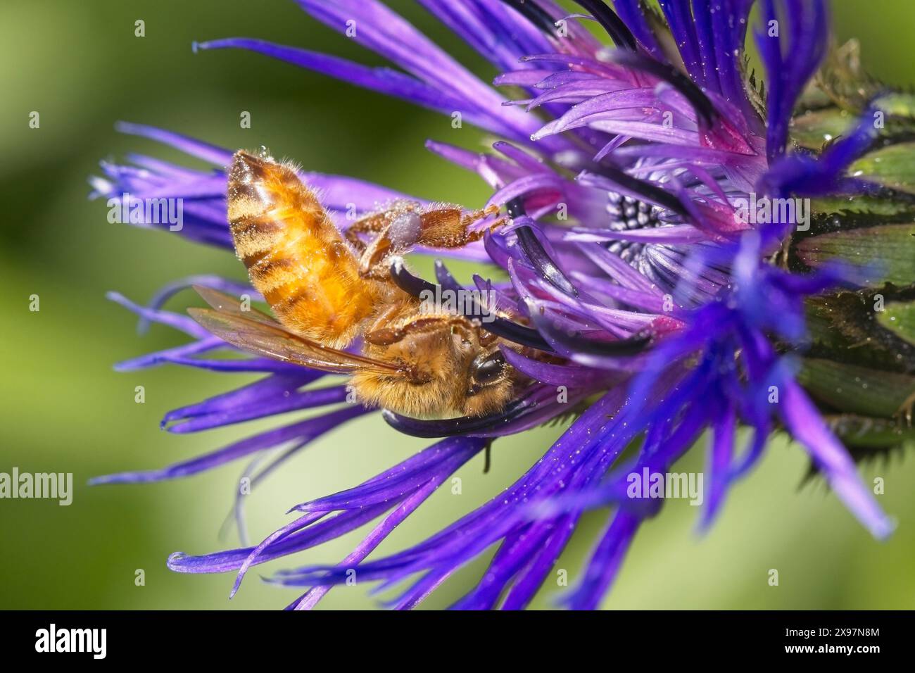 Una piccola ape di miele è appesa al rovescio mentre raccoglie polline in un giardino pubblico nell'Idaho settentrionale. Foto Stock