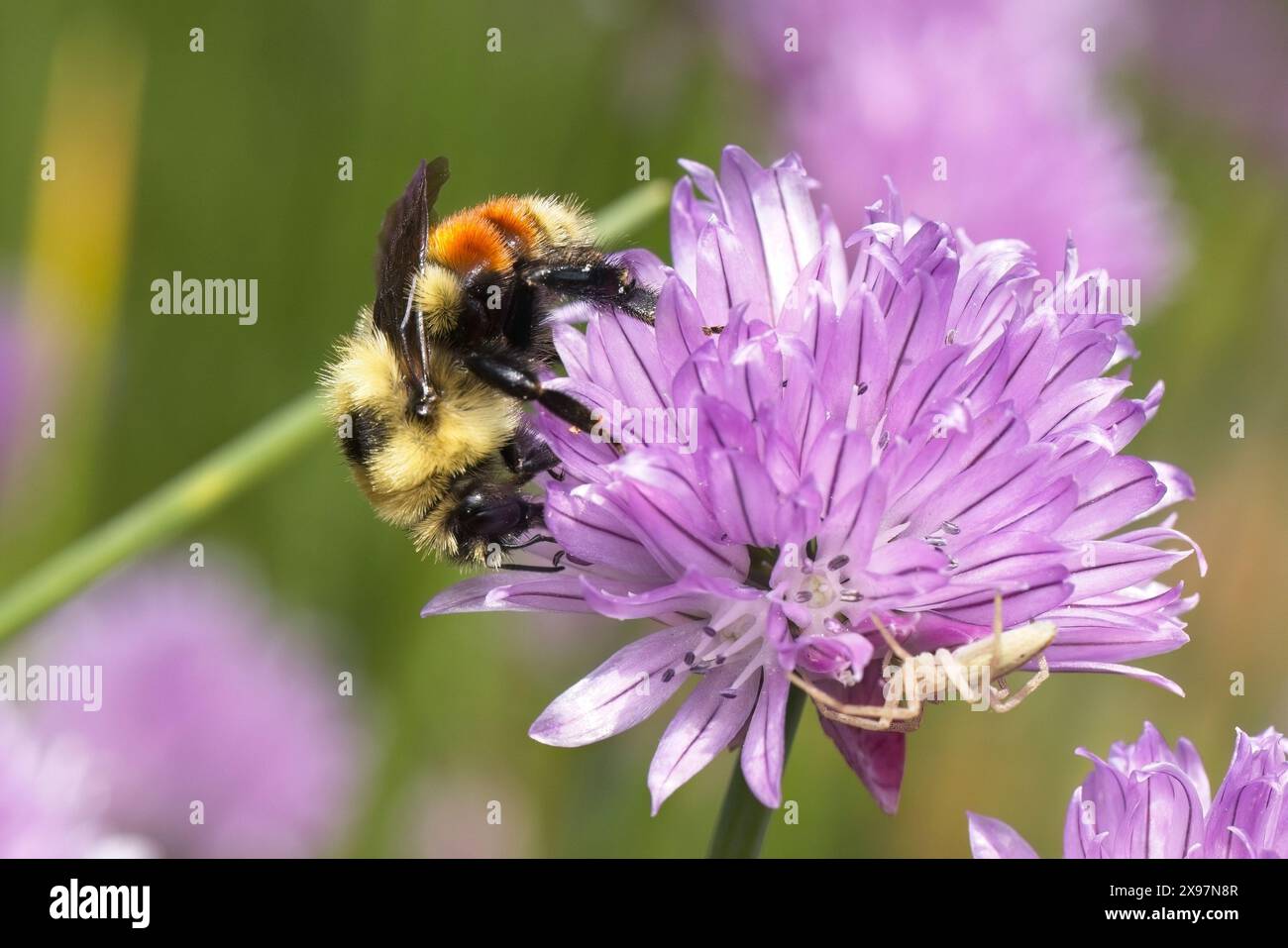 il bumblebee con cintura arancione raccoglie il polline da una cipolla fiorita nell'Idaho settentrionale. Foto Stock