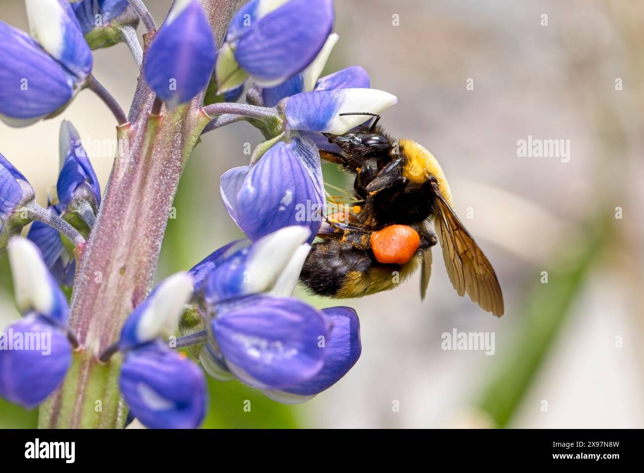 Una foto ravvicinata di un calabrone con cintura arancione che raccoglie polline dai fiori dell'Idaho settentrionale. Foto Stock