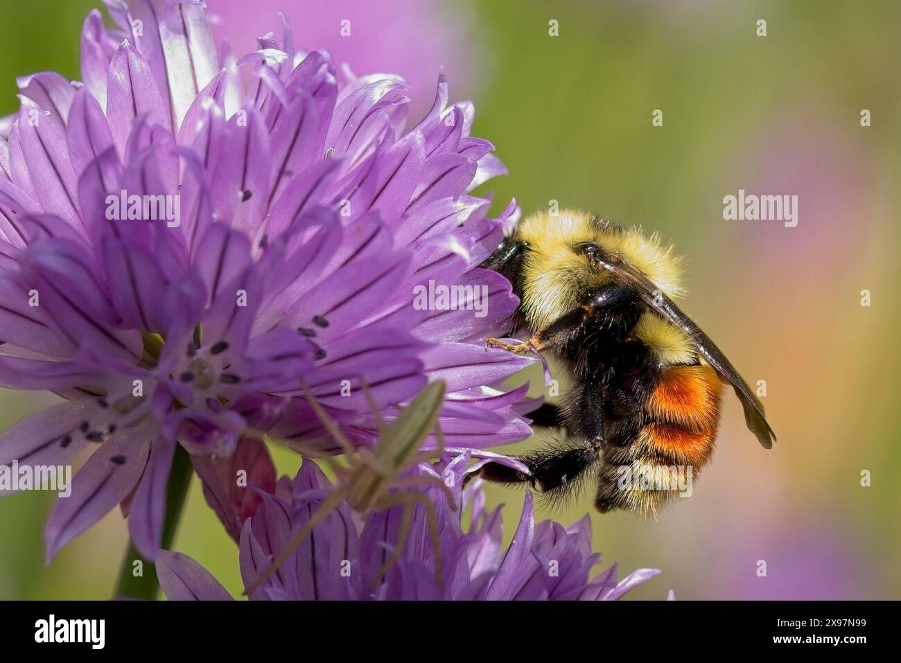 il bumblebee con cintura arancione raccoglie il polline da una cipolla fiorita nell'Idaho settentrionale. Foto Stock
