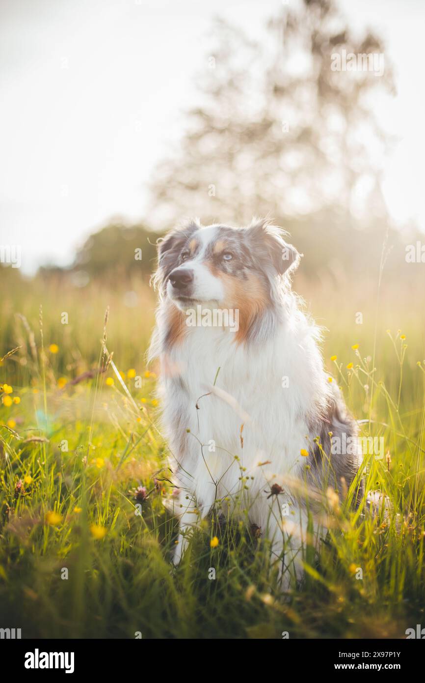 Blue merle Pastore Australiano (Aussie) Foto Stock
