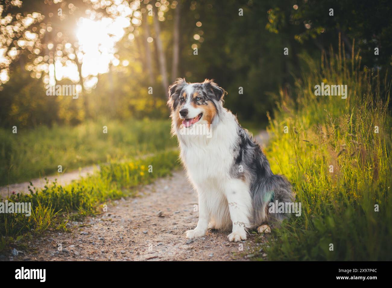 Blue merle Pastore Australiano (Aussie) Foto Stock