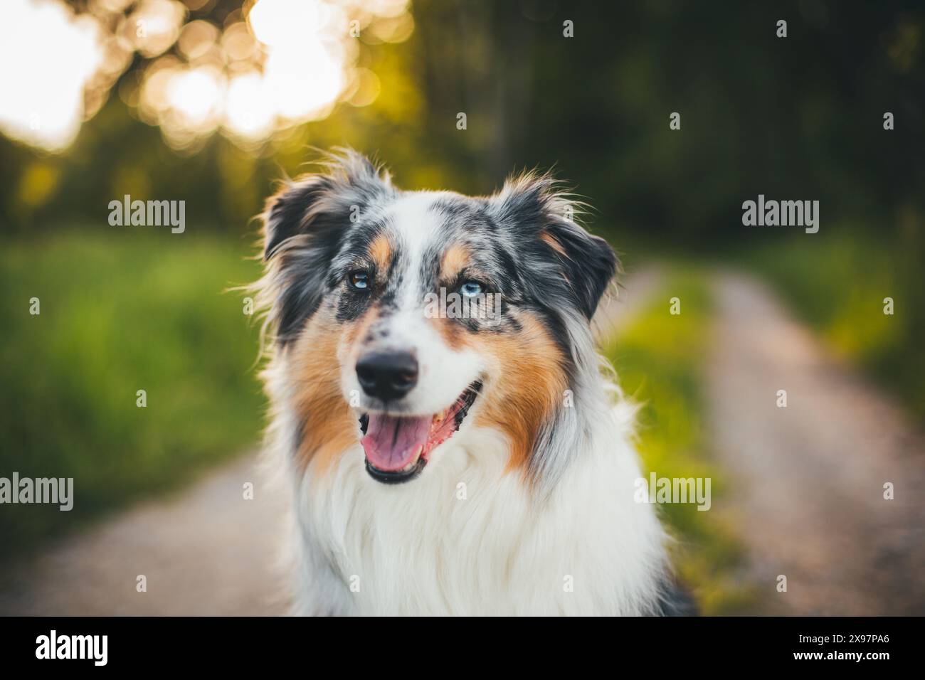 Blue merle Pastore Australiano (Aussie) Foto Stock