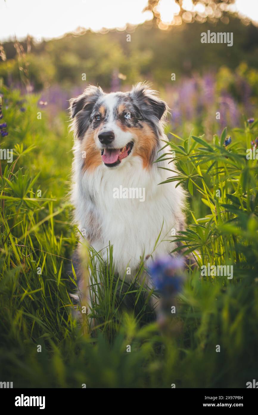 Blue merle Pastore Australiano (Aussie) Foto Stock