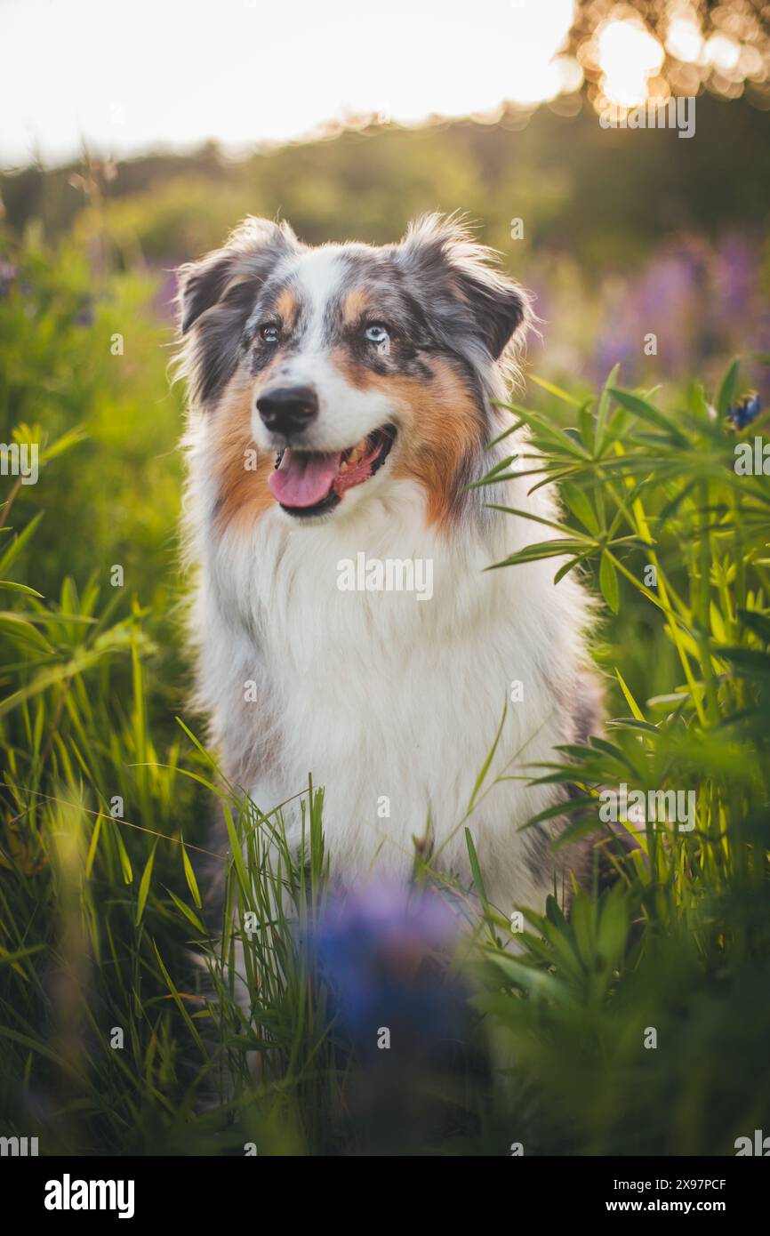 Blue merle Pastore Australiano (Aussie) Foto Stock