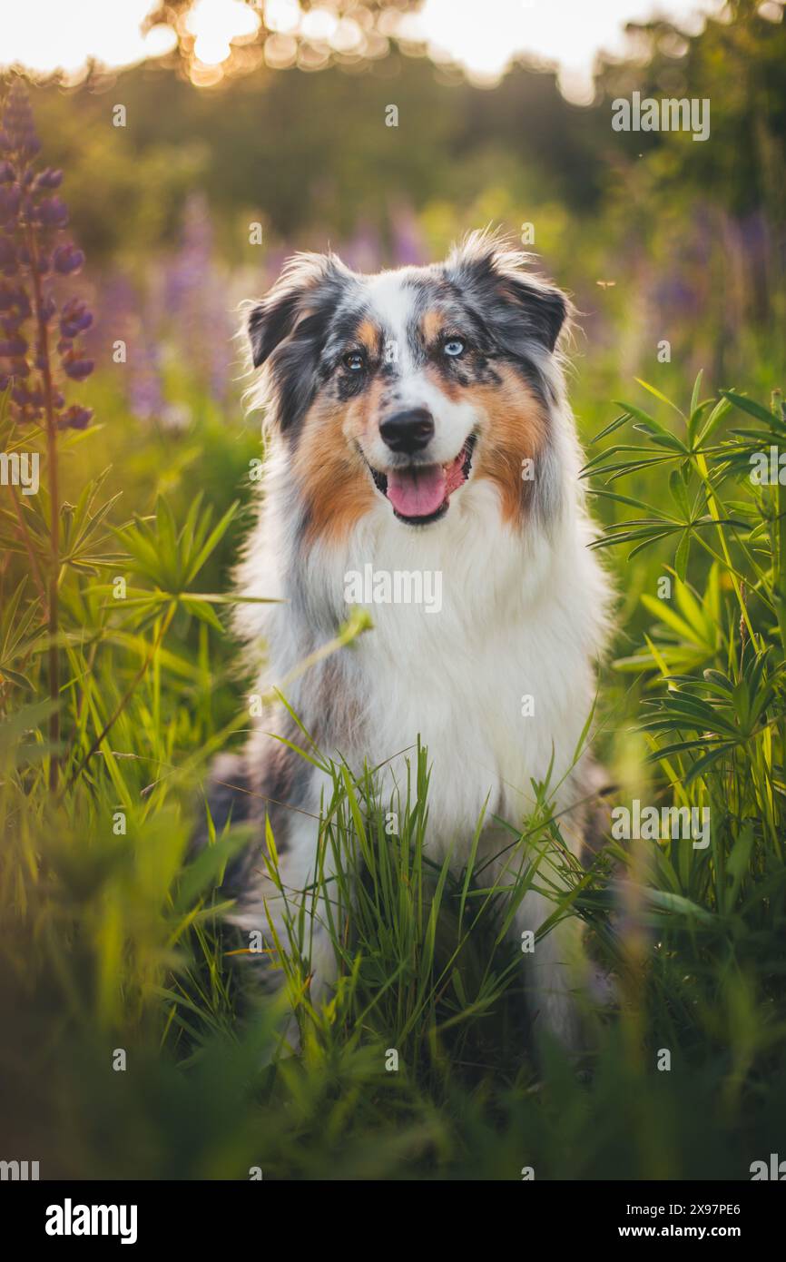 Blue merle Pastore Australiano (Aussie) Foto Stock