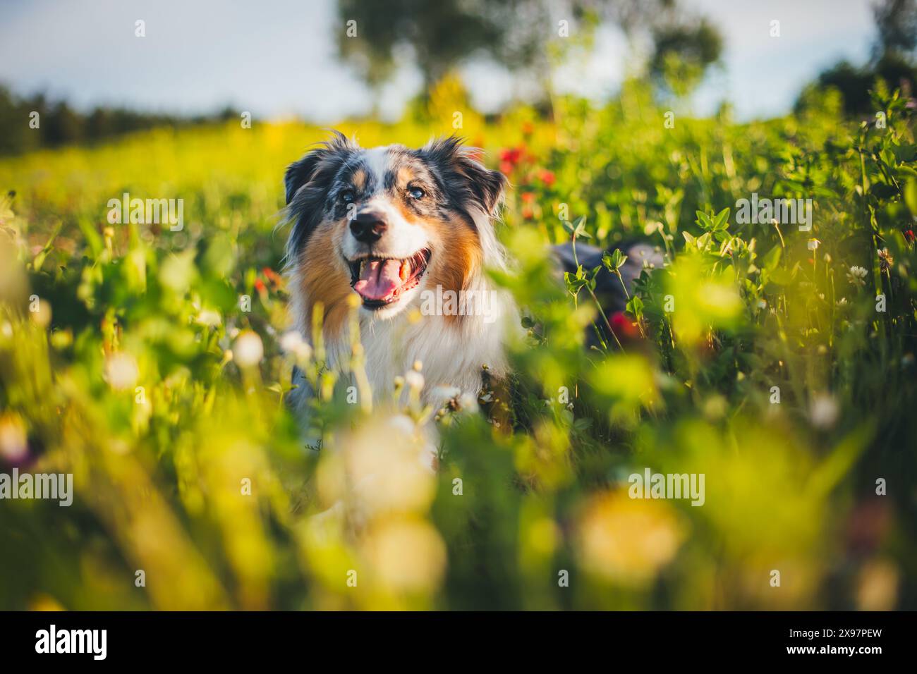 Blue merle Pastore Australiano (Aussie) Foto Stock