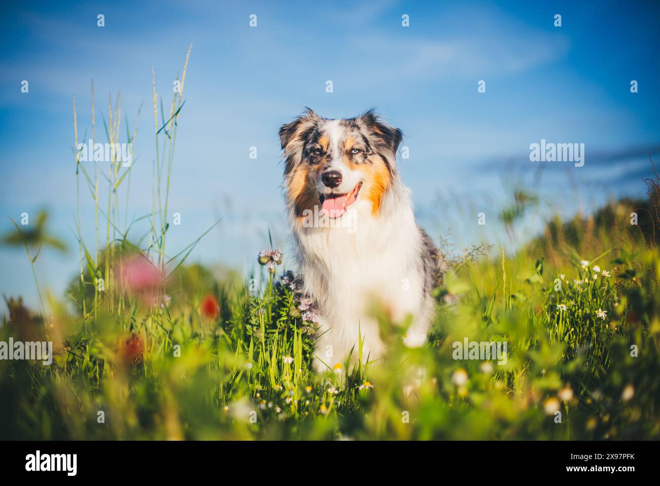 Blue merle Pastore Australiano (Aussie) Foto Stock