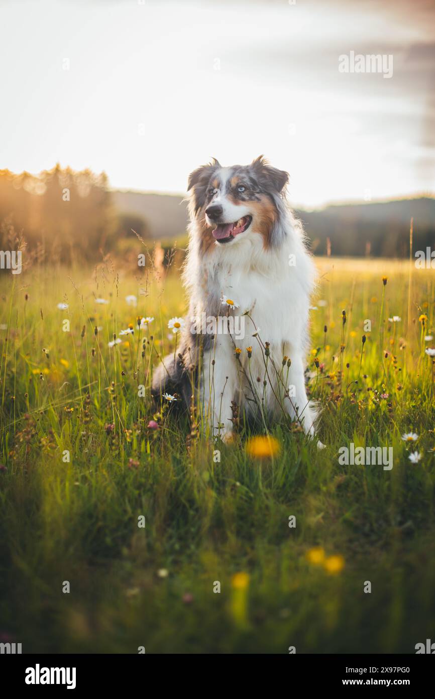 Blue merle Pastore Australiano (Aussie) Foto Stock
