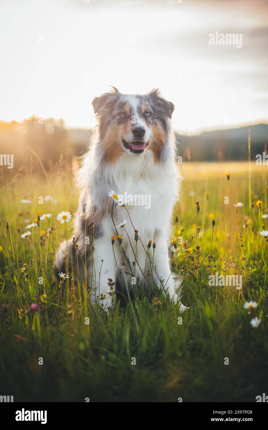 Blue merle Pastore Australiano (Aussie) Foto Stock