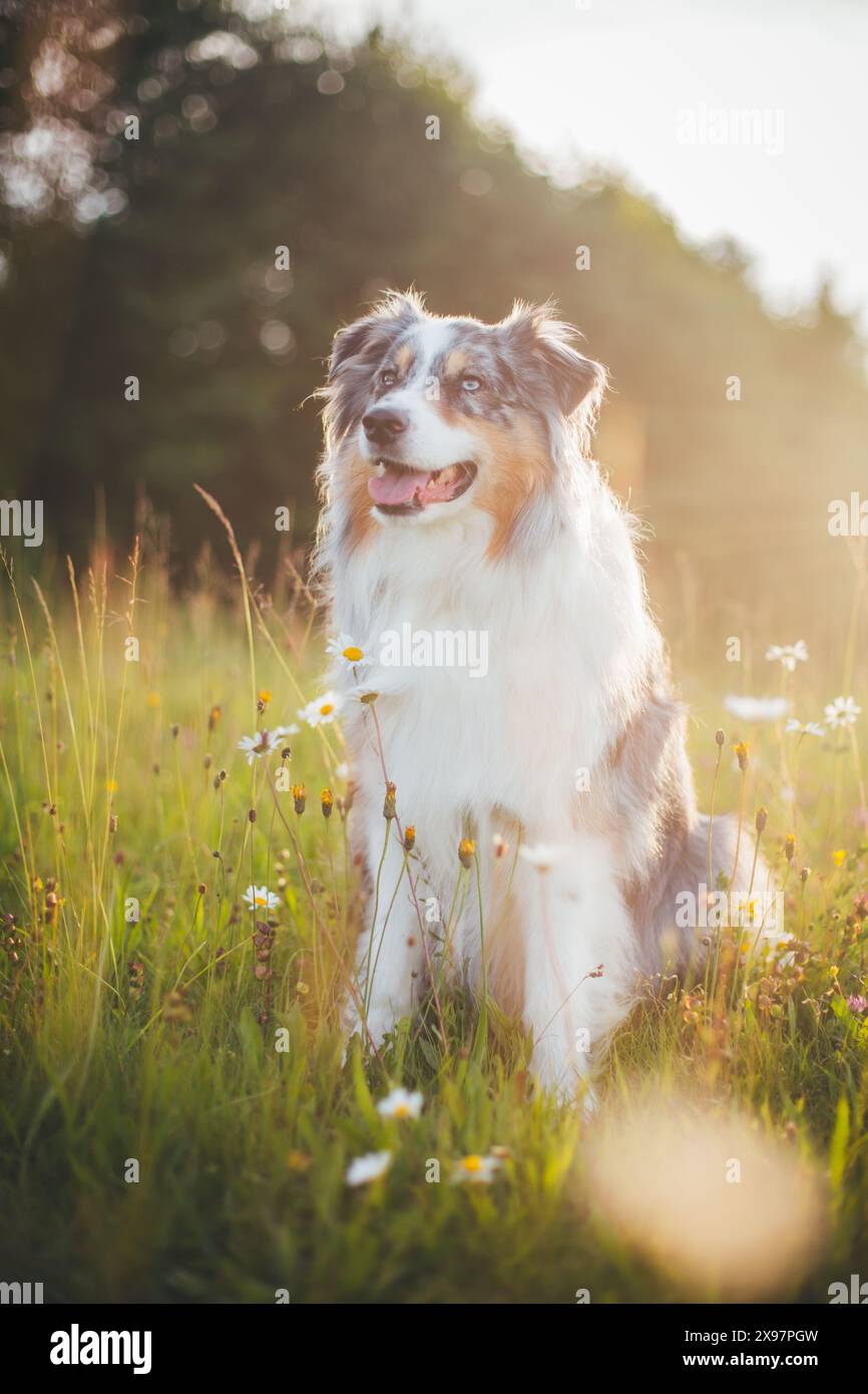 Blue merle Pastore Australiano (Aussie) Foto Stock