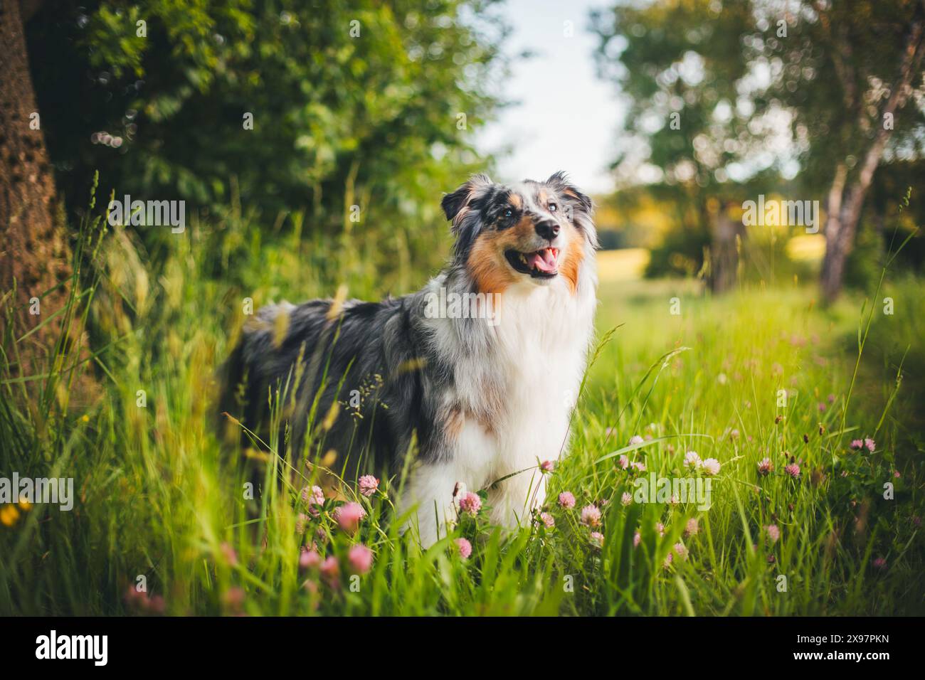 Blue merle Pastore Australiano (Aussie) Foto Stock