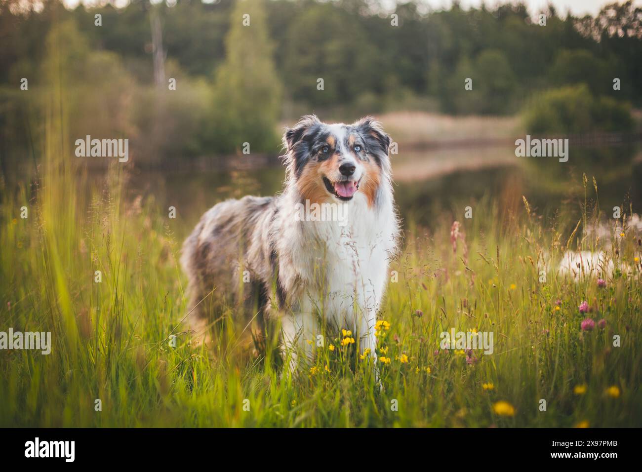 Blue merle Pastore Australiano (Aussie) Foto Stock