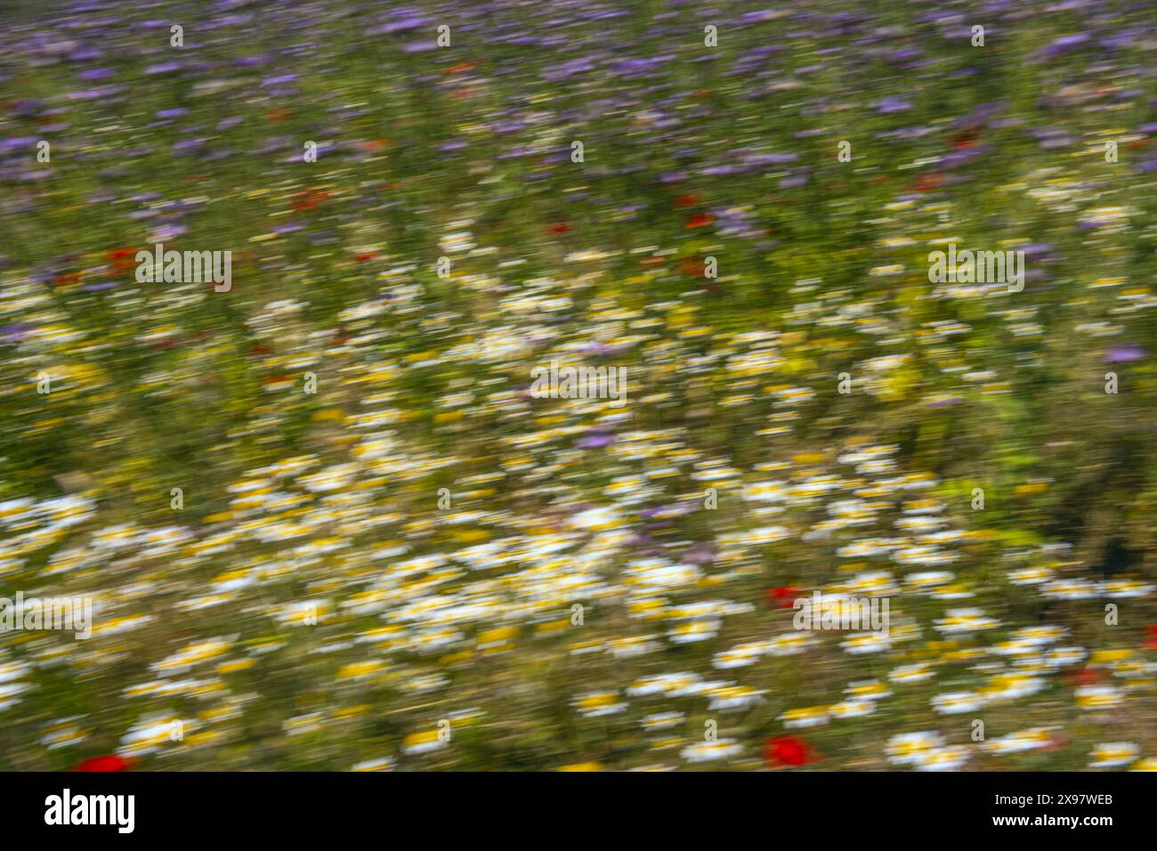 Una carta da parati astratta di campagna e fiorita 2 Foto Stock