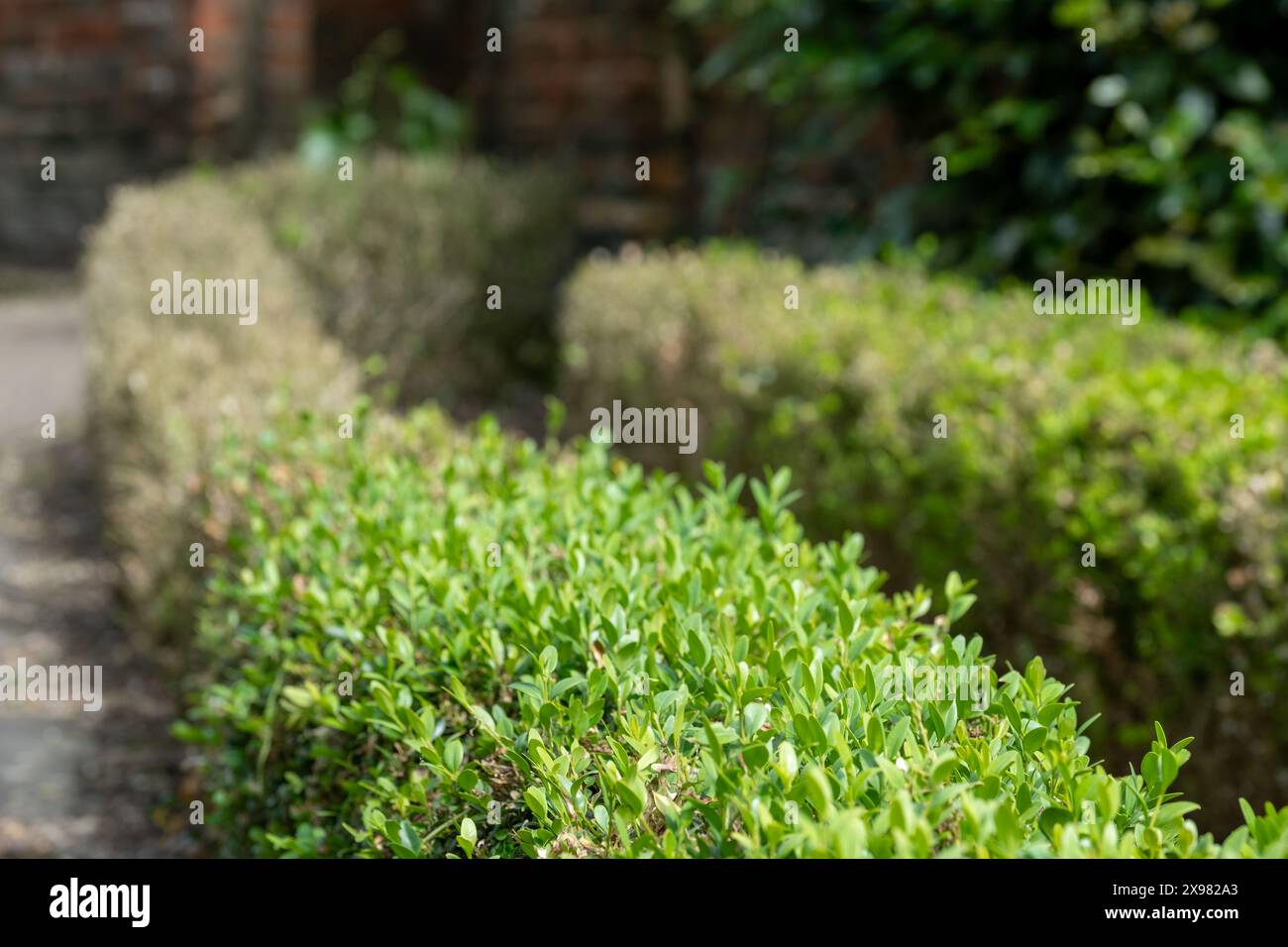 Siepe parzialmente infette con foglie scolorite, fotografata nel Regno Unito. La siepe scatolata dell'Asia orientale bruco attacca le siepi, lasciando foglie morte. Foto Stock