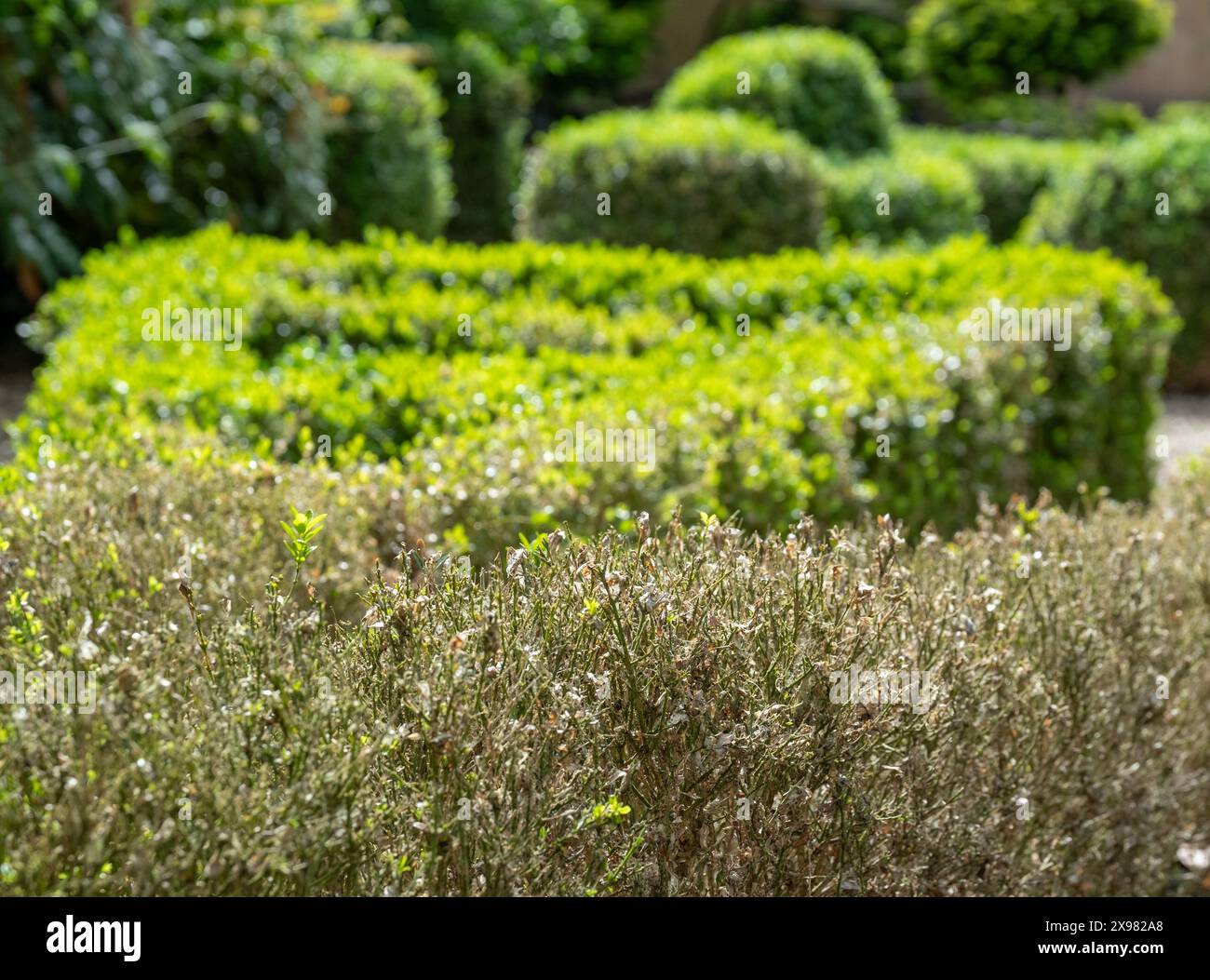 Siepe parzialmente infette con foglie scolorite, fotografata nel Regno Unito. La siepe scatolata dell'Asia orientale bruco attacca le siepi, lasciando foglie morte. Foto Stock