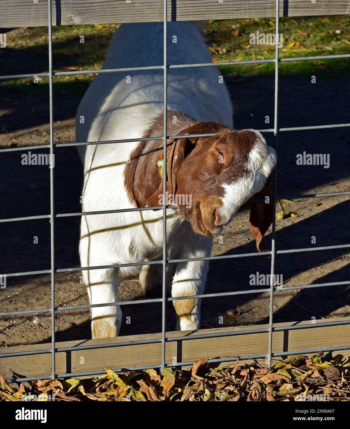 Animali da fattoria alla Ardenwood Historic Farm, Fremont, California Foto Stock