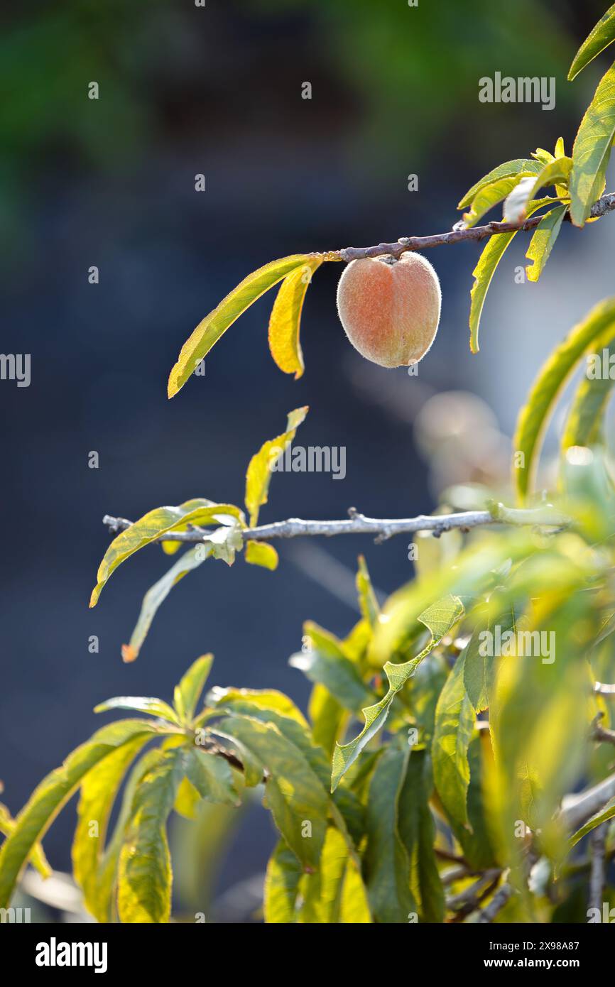 Pesca matura appesa al ramo dell'albero alla luce del sole con sfondo blu Foto Stock