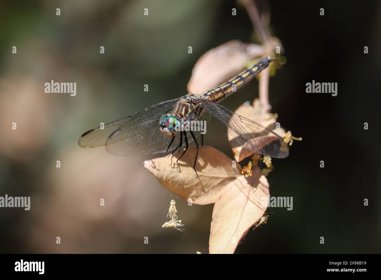 Femmina Blue dasher o Pachydiplomax longipennis che si aprono su una foglia nel parco Veterans' Oasis in Arizona. Foto Stock