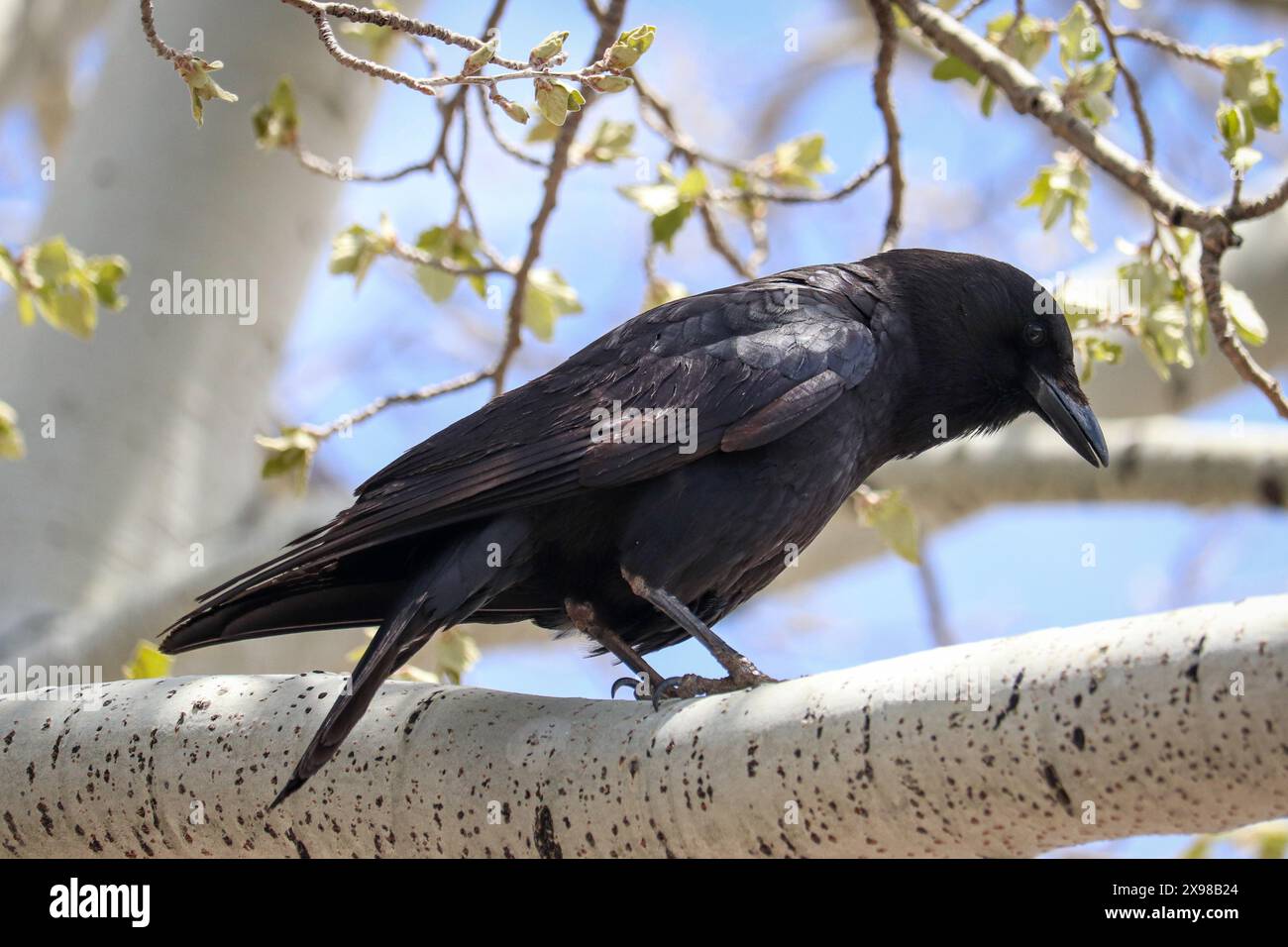 Corvo comune o corvus corace appollaiato in un albero a Williams, Arizona. Foto Stock