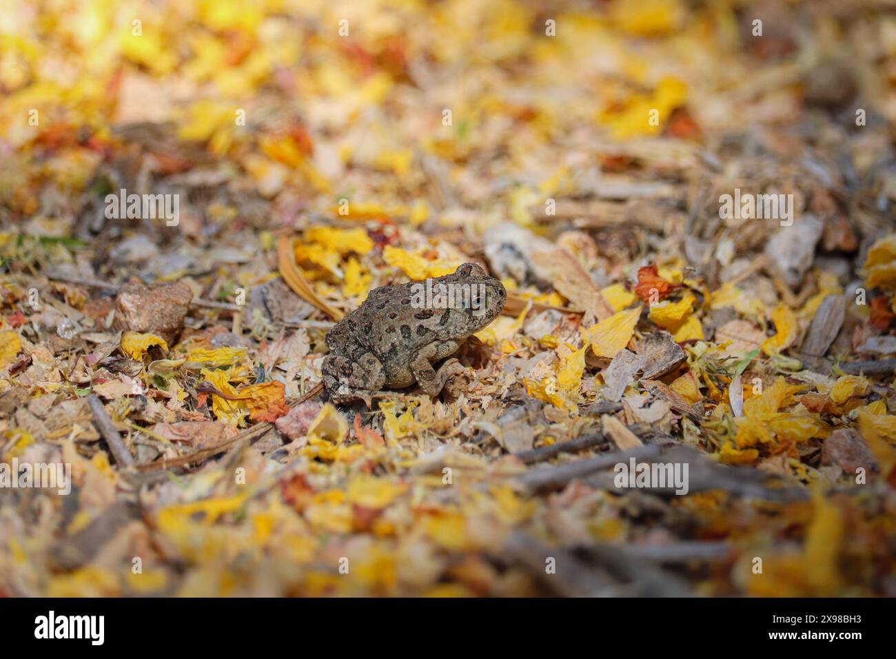 Juvenile Woodhouse's Toad o Anaxyrus woodhousii che riposano su un sentiero presso il Riparian Water ranch in Arizona. Foto Stock