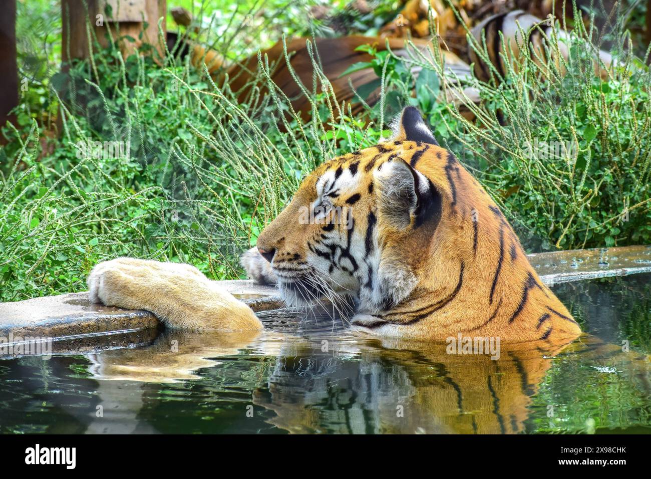 Tigre nel parco zoologico Arignar Anna Foto Stock