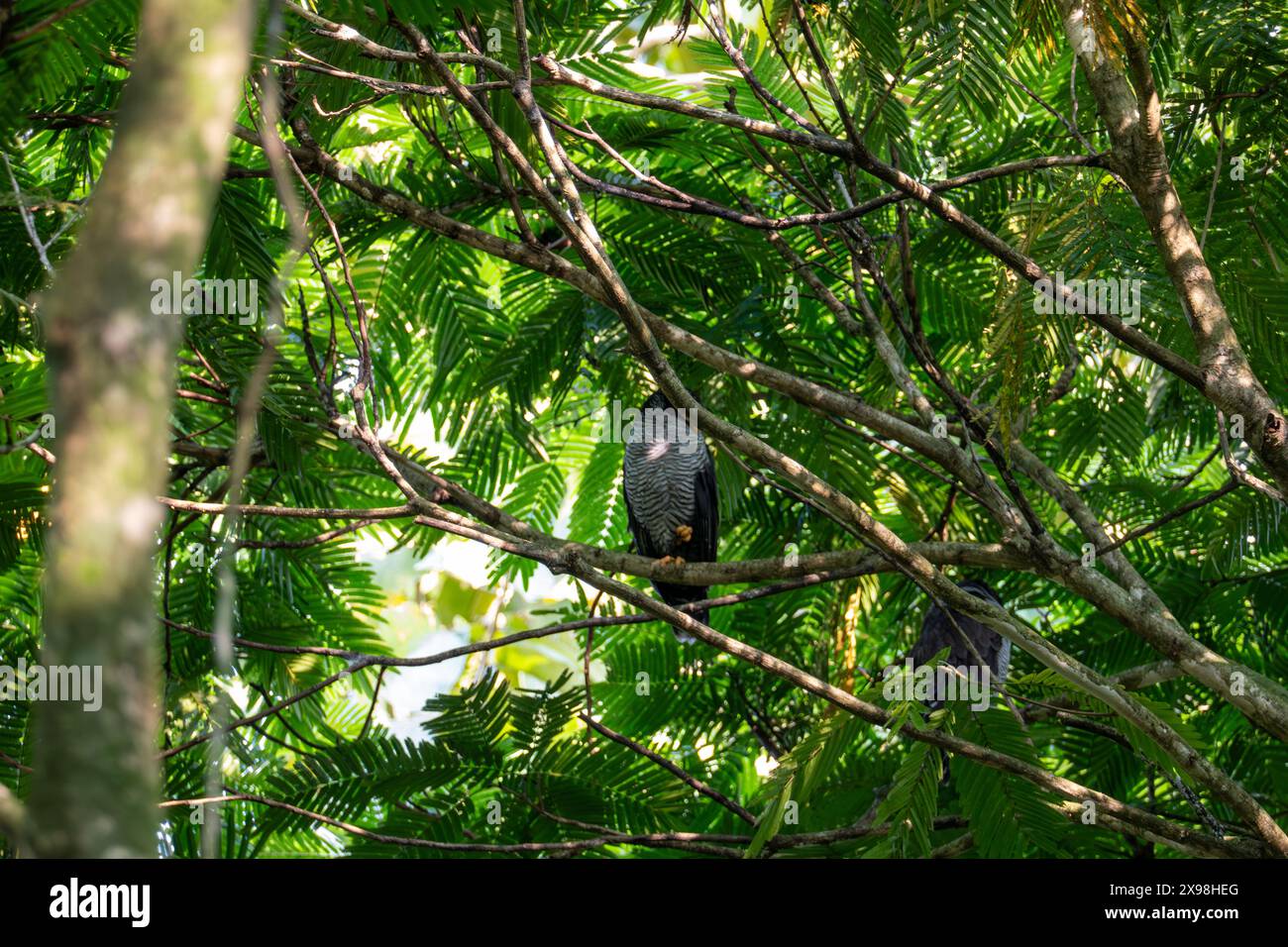 Gufo bianco e nero in una giungla costaricana Foto Stock