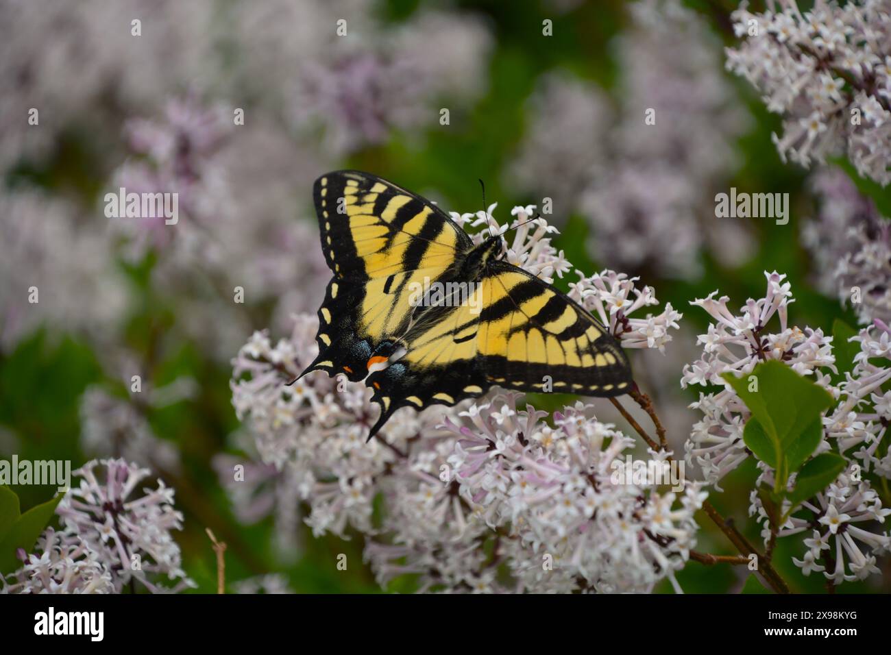 La farfalla gialla e nera a coda di rondine riposa e si nutre del nettare di un cespuglio lilla in una splendida giornata estiva. Foto Stock