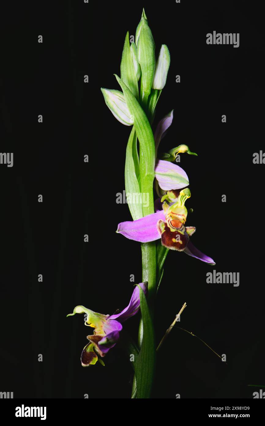Ophrys apifera fiore fotografato nelle prealpi lombarde di Bergamo Foto Stock