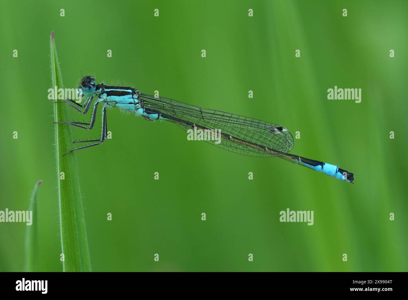 Primo piano naturale su una damigella europea dalla coda blu, Ischnura elegans arroccata sull'erba Foto Stock