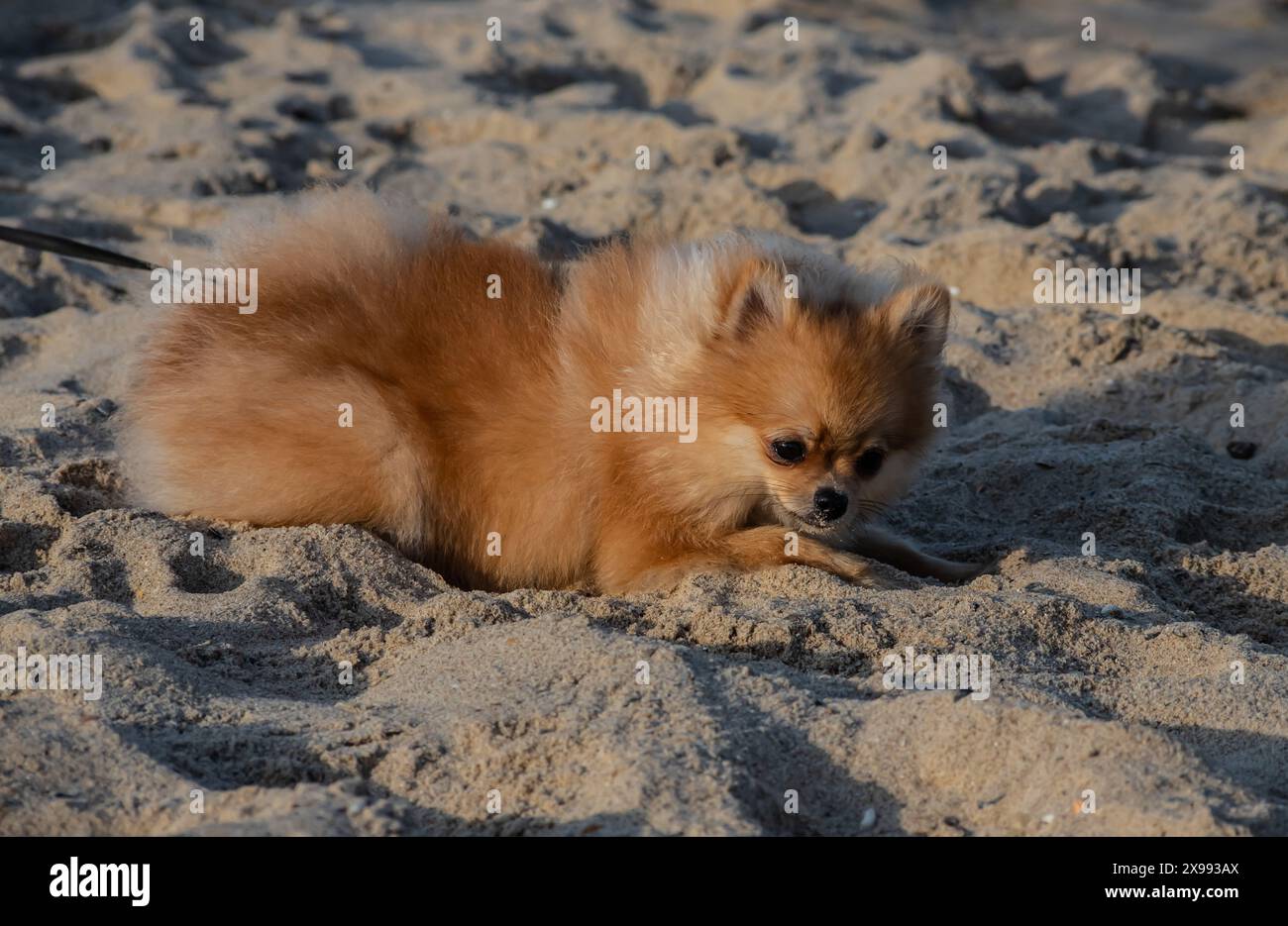 cane marrone pomerania isolato su sfondo bianco, carino animale domestico in casa. Foto Stock