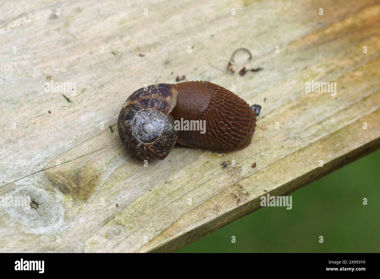 Lumaca rossa grande, arion al cioccolato (Arion rufus) o lumaca spagnola (Arion vulgaris) mangiando una lumaca da giardino (Cornu aspersum). Su un giardino olandese con asse di legno Foto Stock