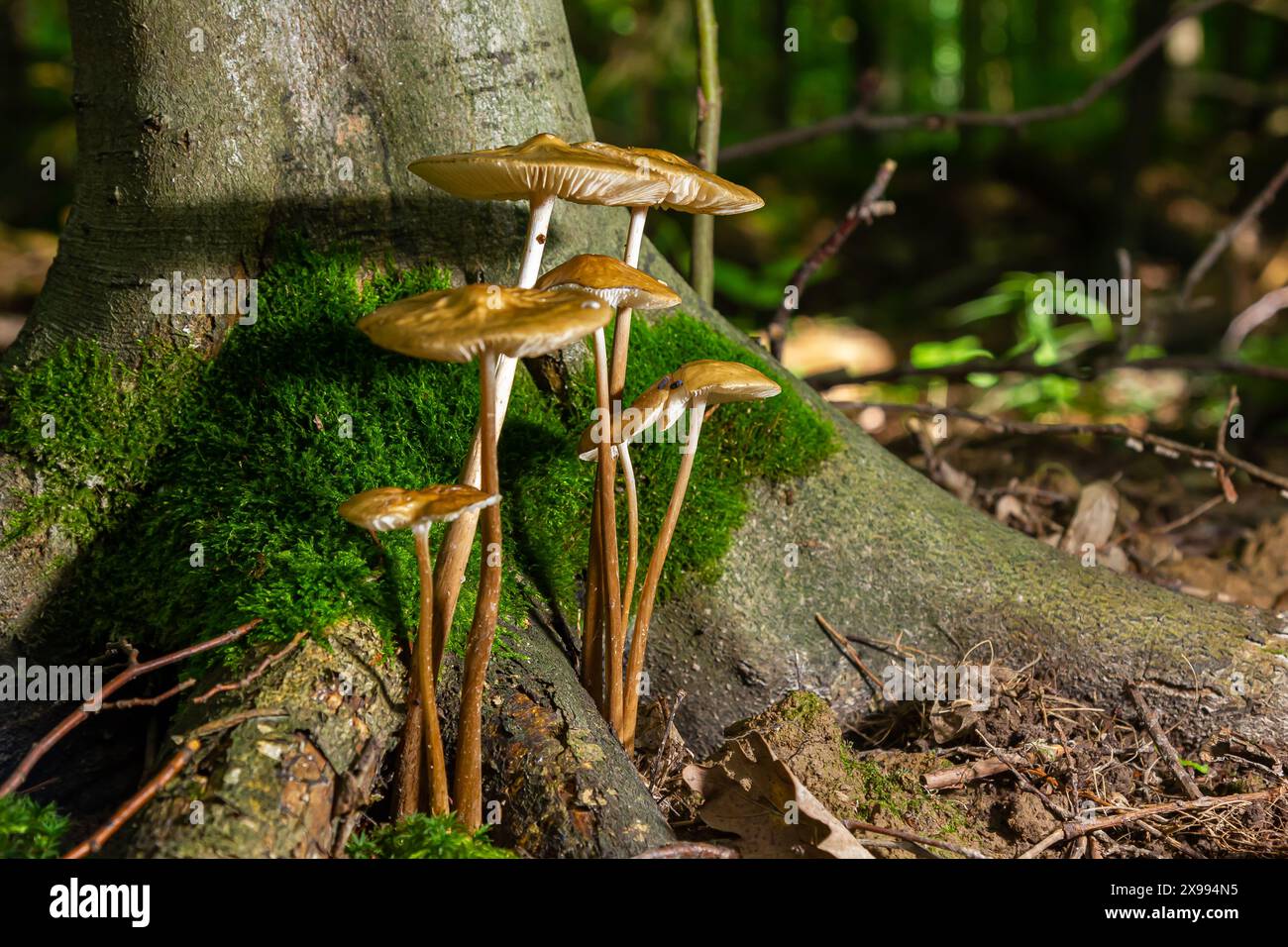 Funghi commestibili Hymenopellis radicata o Xerula radicata su un prato di montagna. Noto come fungo di radice profonda o gambo di radicamento. Fungo selvatico che cresce in Foto Stock