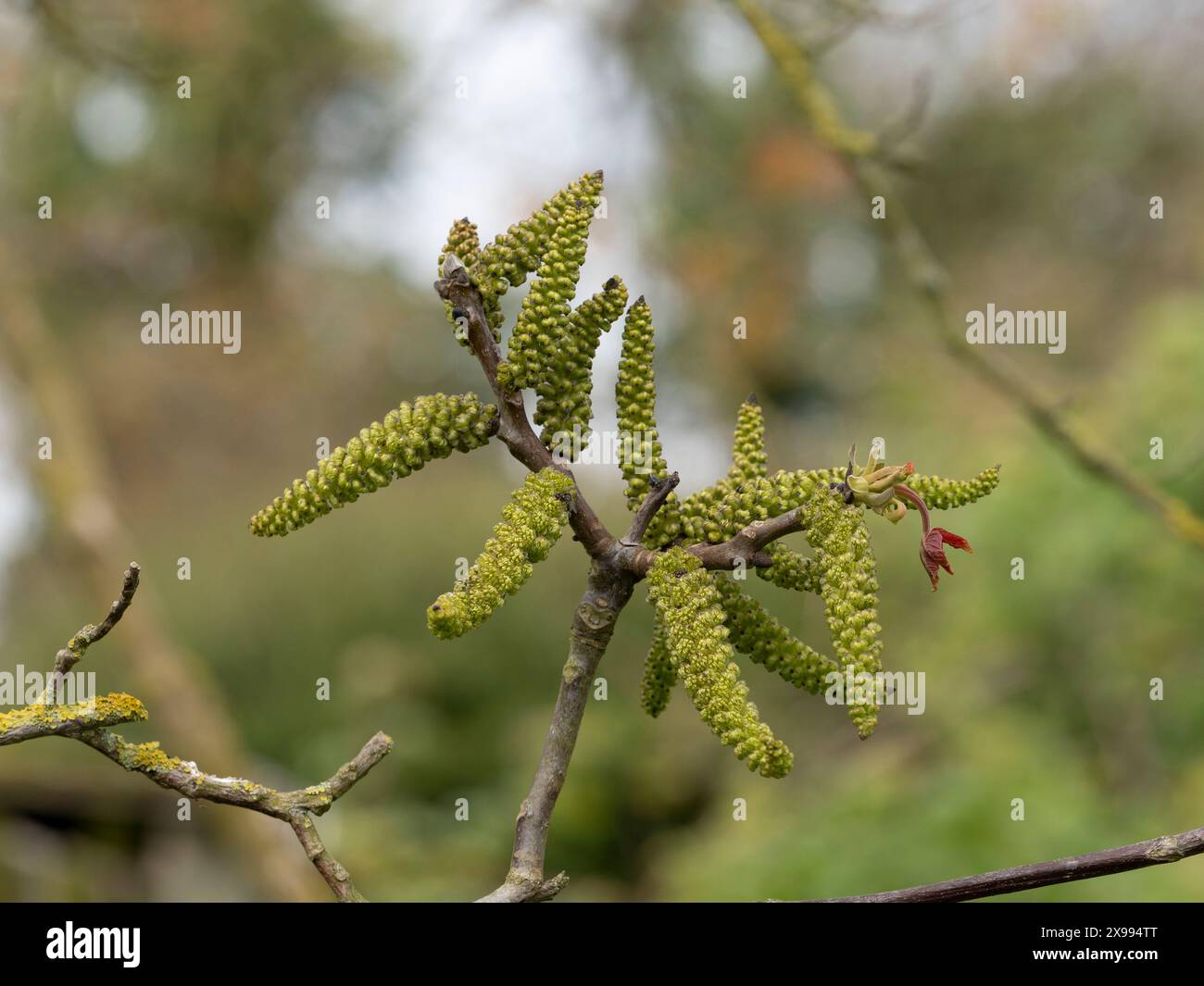 noce, noce comune, noce inglese Juglans regia Foto Stock
