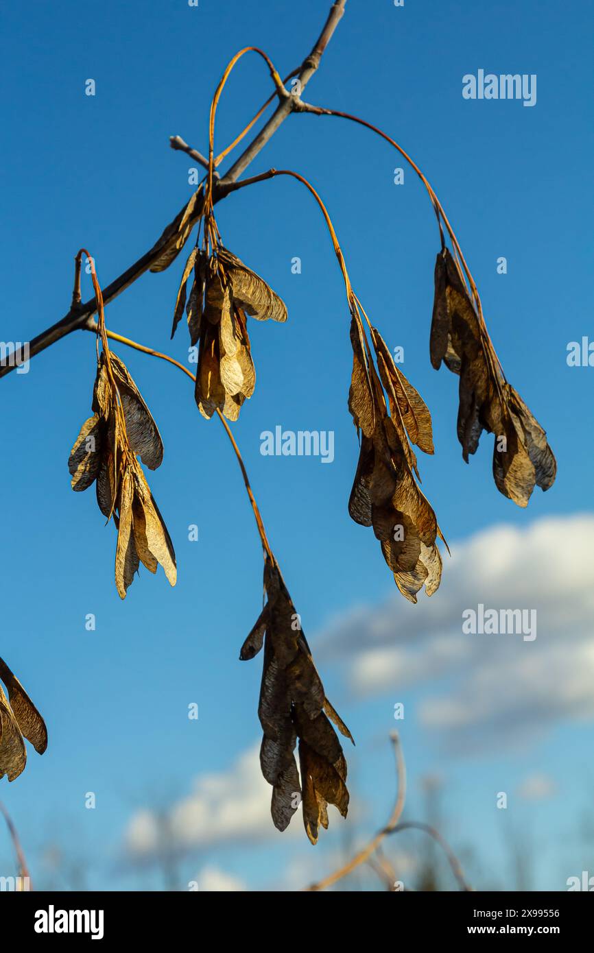 Semi di acero giallo contro il cielo blu. Macro. Rami di acero con semi dorati in una chiara giornata di sole. Primo piano. Concetto di primavera. Bellissima e luminosa Foto Stock