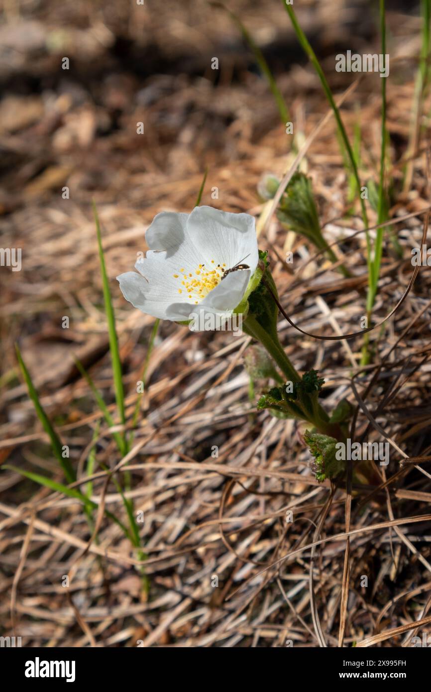 Rubus chamaemorus, fioritura di fragole Foto Stock