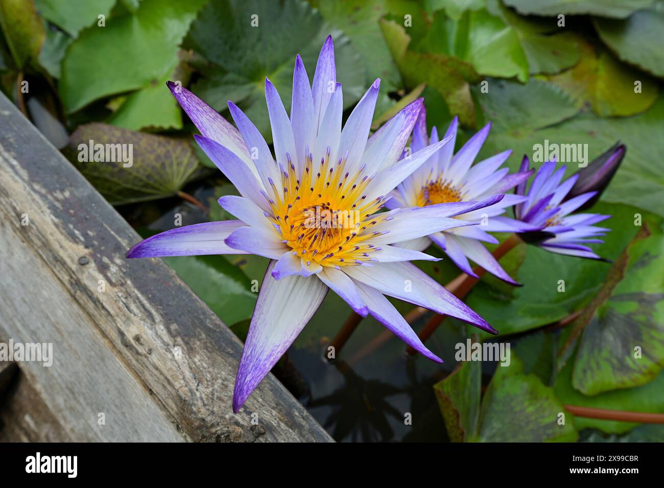 Primo piano della giornata fiorendo Nymphaea nouchali 'Bua Phan' fiori di ninfee con petali azzurri, originari dell'Asia tropicale, visti qui in Thailandia Foto Stock