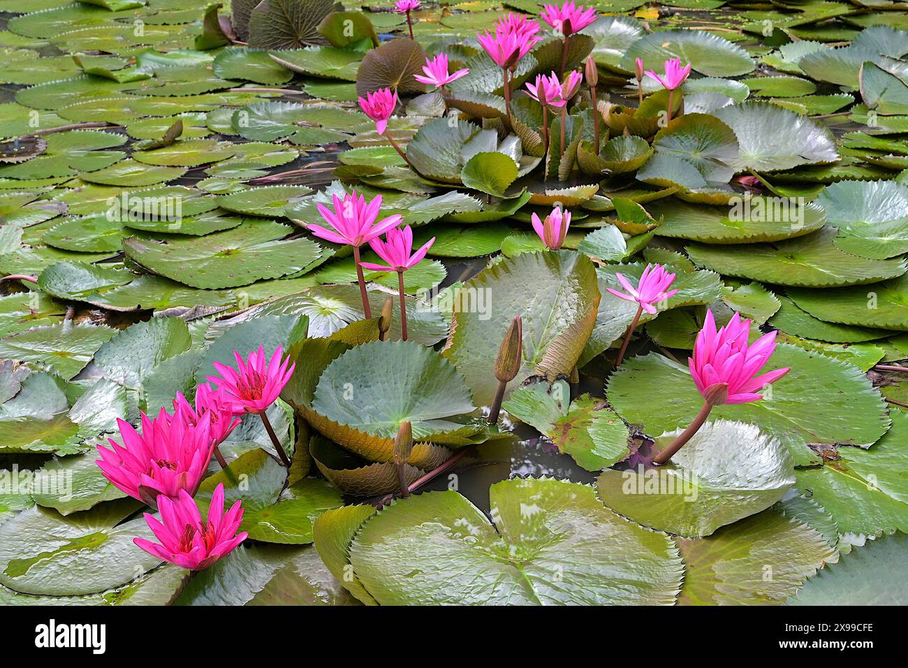 Le ninfee rosse in fiore di notte, "Bua Sai", nativo dell'Asia tropicale, si vedono qui in uno stagno paludoso in Thailandia Foto Stock