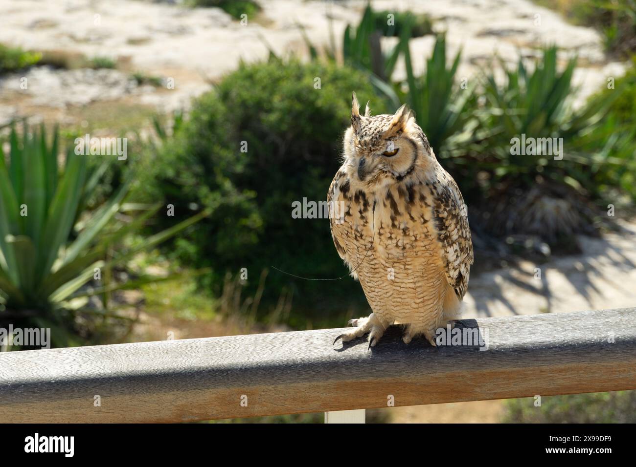 Un gufo della costa di Malta Foto Stock