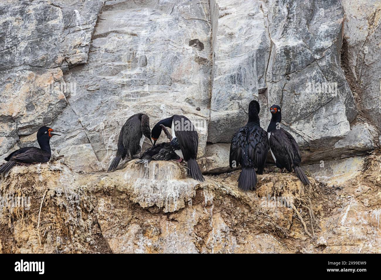 Diversi nidi di scogli con pulcini nidificano su una delle isole Eclaireurs nel Canale di Beagle, appena fuori dal porto di Ushuaia Foto Stock