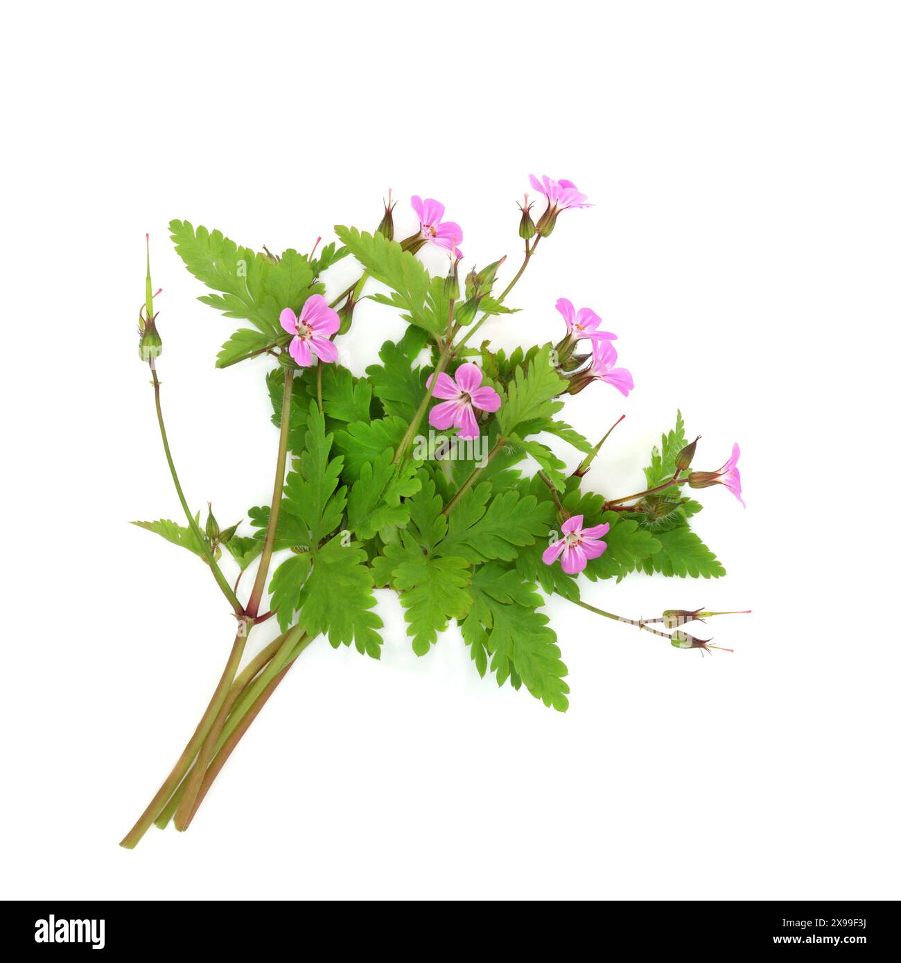 Erba robert geranium fiore pianta. È antisettico, repellente per insetti, tratta disturbi dello stomaco, diarrea, migliora la funzionalità epatica e della cistifellea Foto Stock