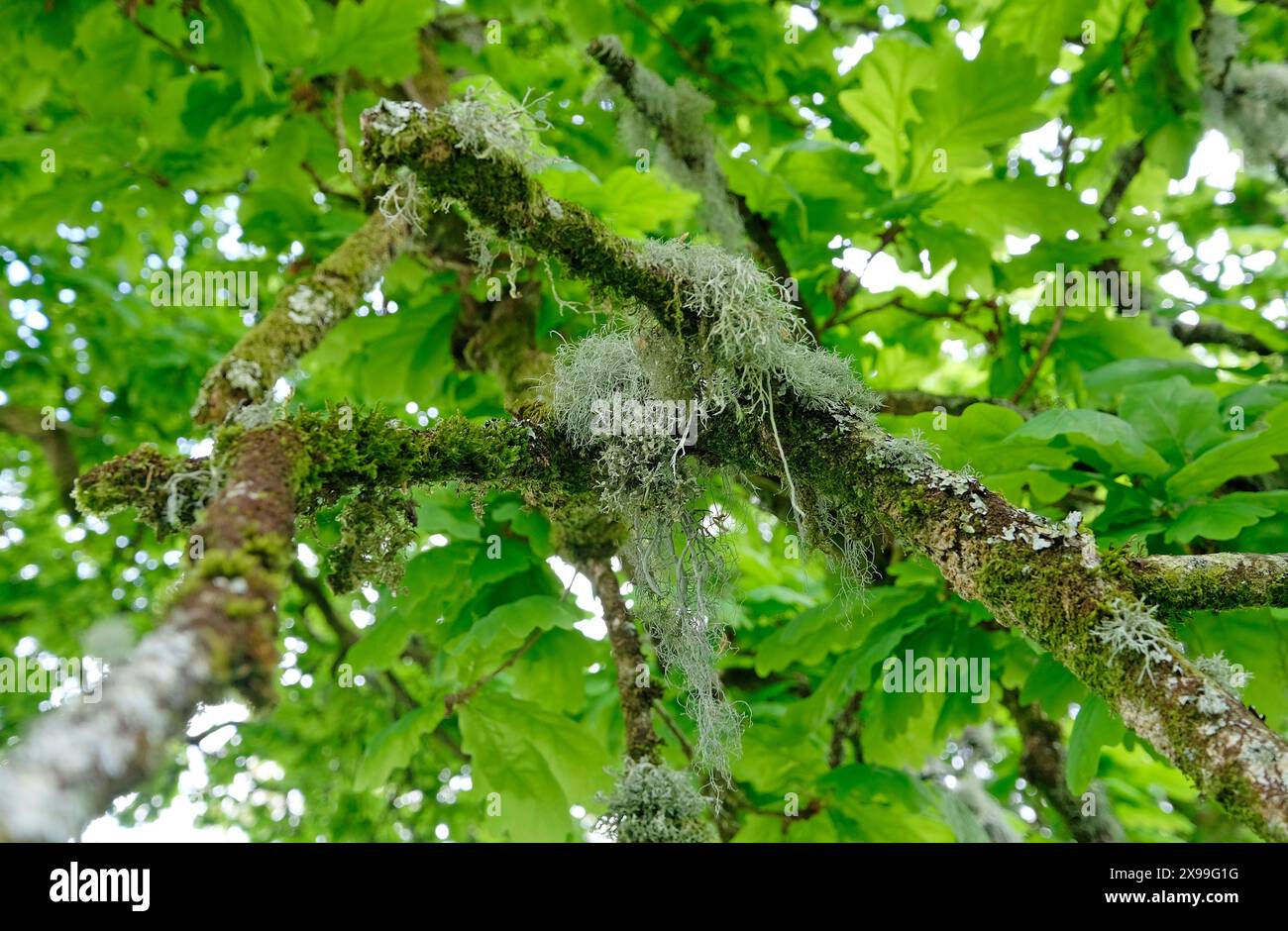 lichene sul ramo d'albero, nel nord del devon, inghilterra Foto Stock