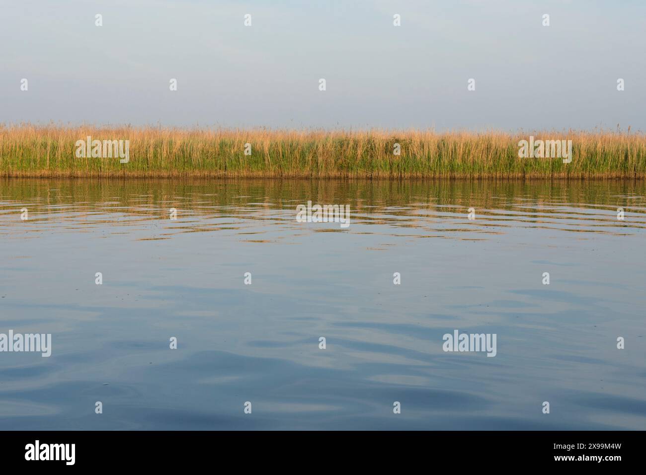 Panorama grafico di canne comuni e la loro riflessione in una linea che separa un cielo blu e l'acqua del fiume Bure, Norfolk Broads, Regno Unito, maggio Foto Stock