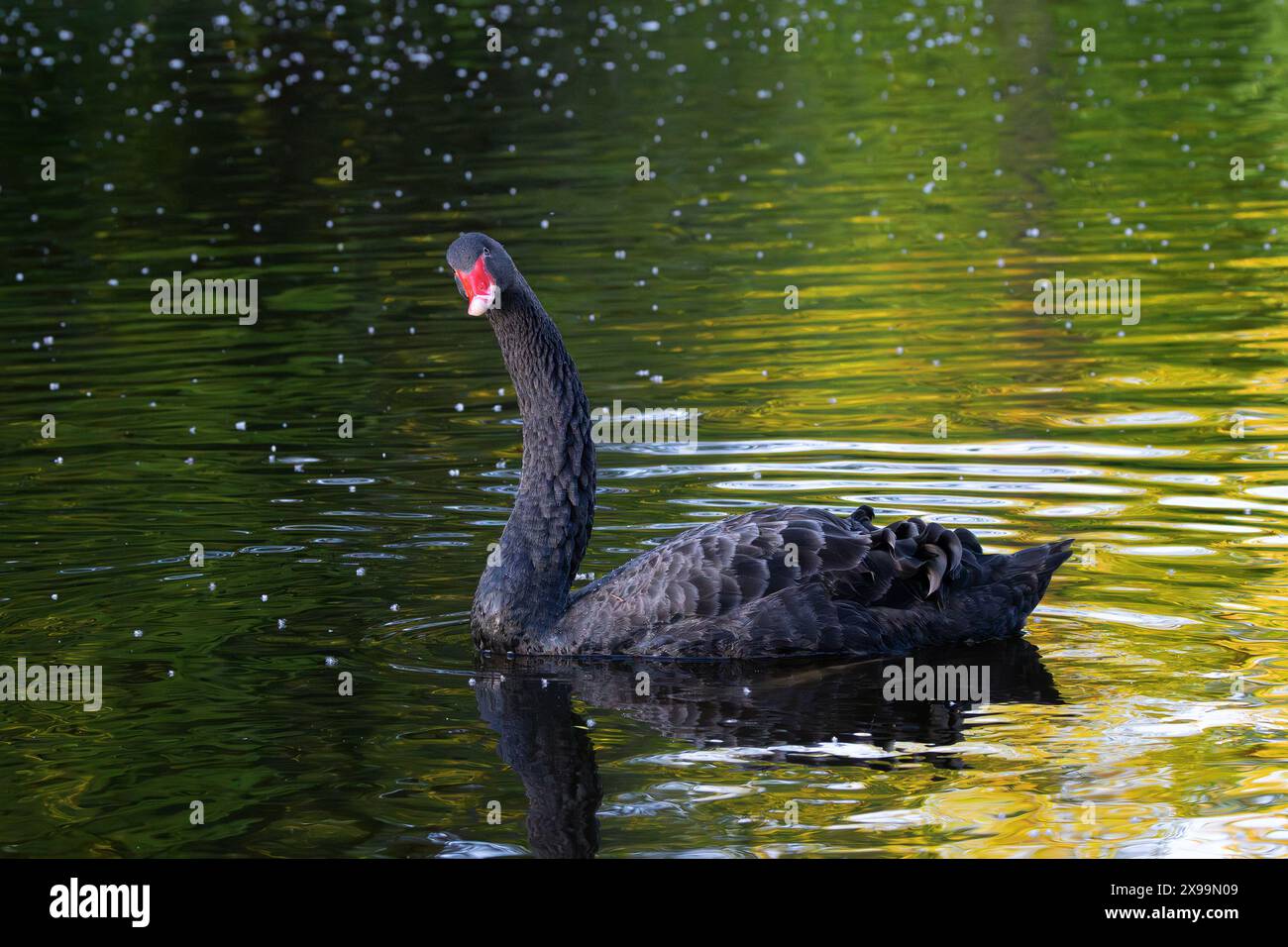Curioso cigno nero che guarda la fotocamera mentre nuota sullo stagno (Cygnus atratus) Foto Stock
