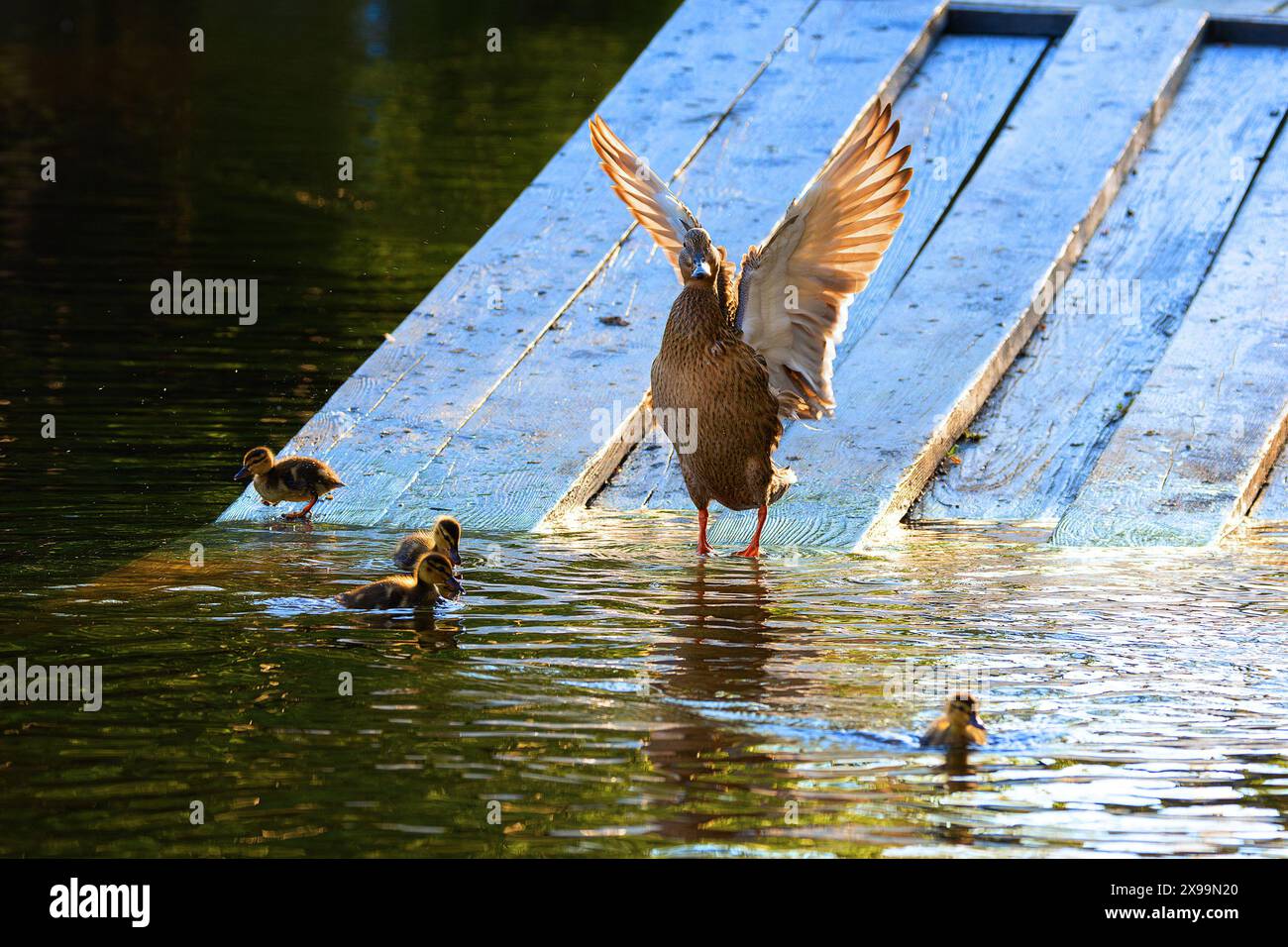 famiglia mallard presso lo stagno delle anatre della città (Anas platyrhynchos); gallina con anatre su un ponte di legno, splendida luce arancione del tramonto Foto Stock