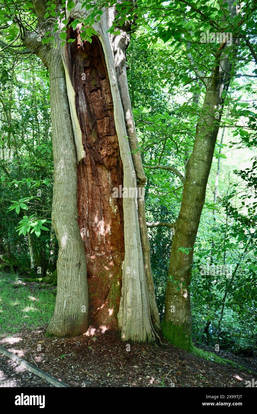 Un tronco di albero aperto a Battle, East Sussex, Regno Unito. Foto Stock