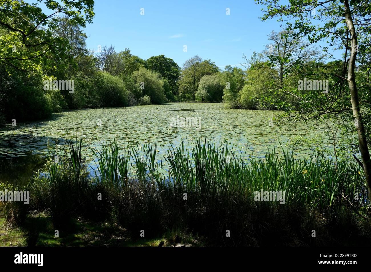 Laghetto Water Lily vicino al sito della battaglia di Hastings. Foto Stock