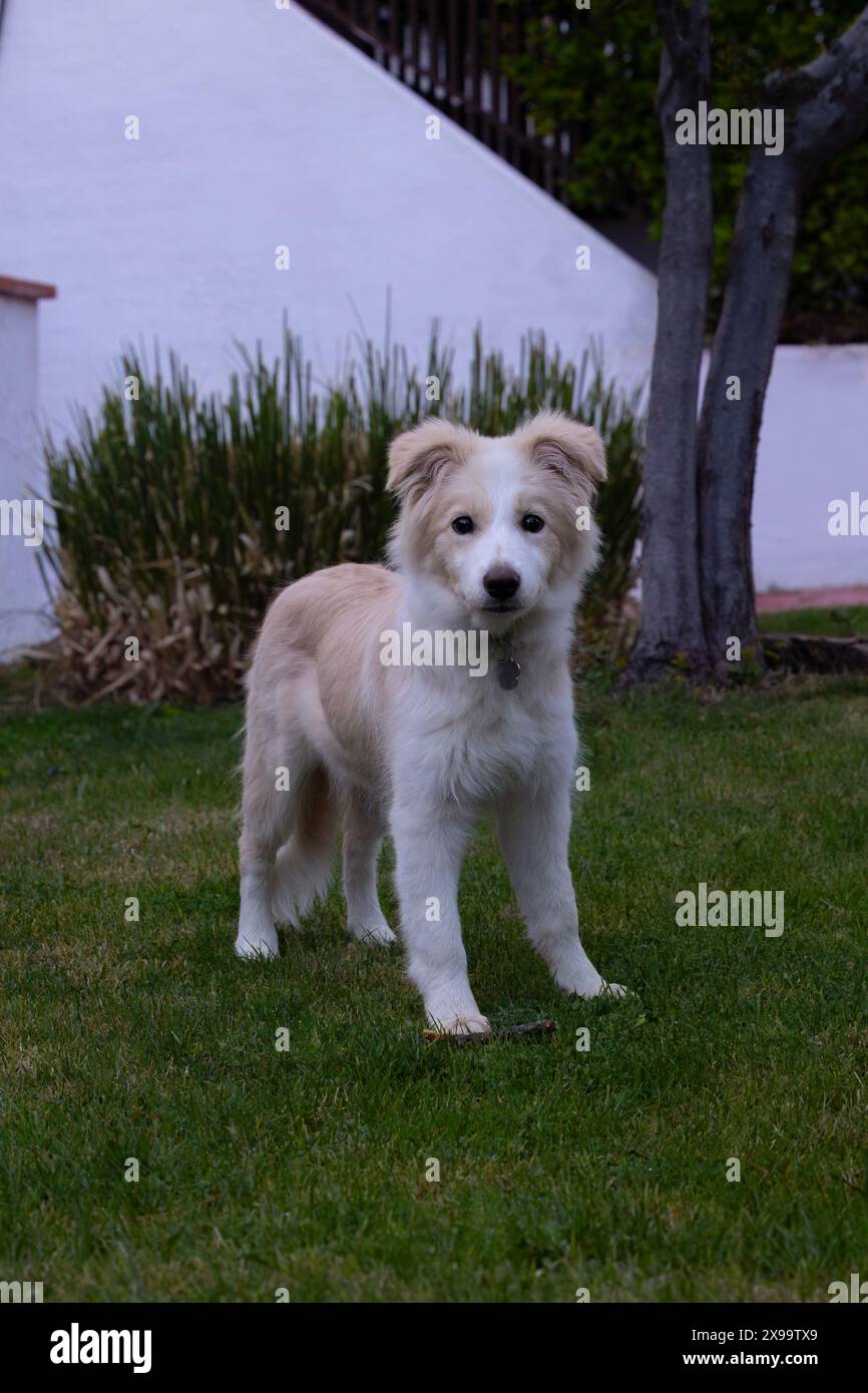 cucciolo di collie di bordo femminile in marrone chiaro e bianco con un viso molto espressivo che gioca in giardino Foto Stock