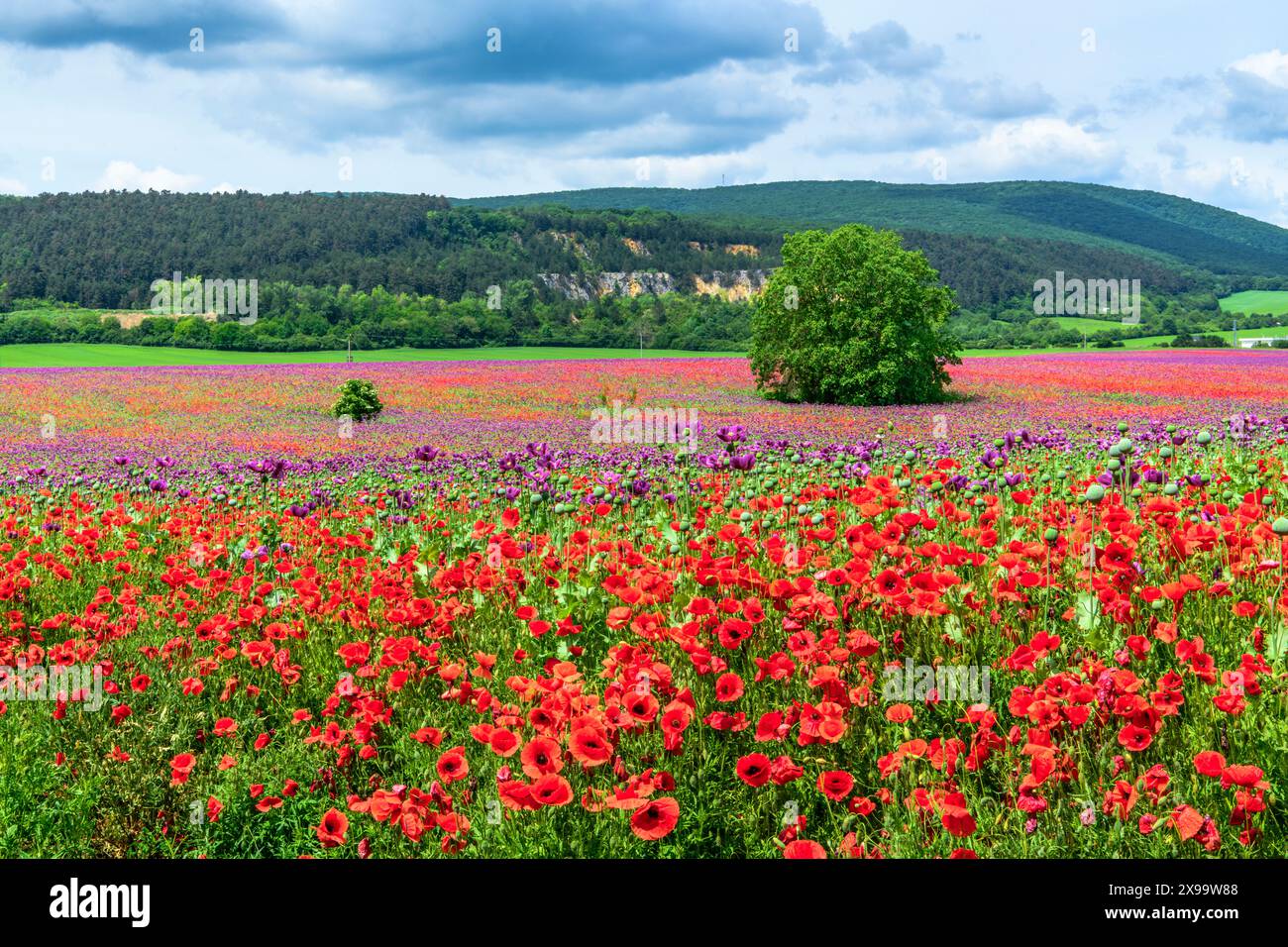 Paesaggio rurale in Slovacchia con Poppy Flowers, Prievidza Foto Stock
